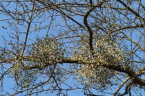 Tác dụng của cây tầm gửi