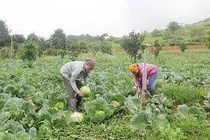 Điều kiện sản xuất rau trái vụ