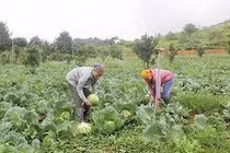 Điều kiện sản xuất rau trái vụ