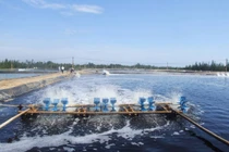 Chế phẩm sinh học xử lý nước bị nhiễm amoni