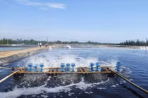 Chế phẩm sinh học xử lý nước bị nhiễm amoni