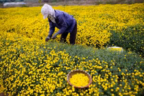 Sống thọ ở làng hoa cúc