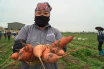 Nông dân gấp rút "vét" rau củ thu hồi vốn sau khi TP Chí Linh gỡ phong tỏa