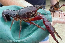 Phân biệt tôm hùm đỏ và tôm hùm đất