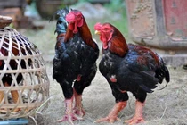 Cách chọn gà Đông Tảo ngon