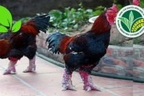 Gà Đông Tảo thuần chủng khó nuôi