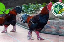 Gà Đông Tảo thuần chủng khó nuôi