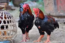 Cách chọn gà Đông Tảo ngon