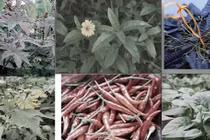  Trị bệnh cho hoa màu bằng thảo mộc