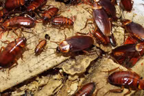 Gián bò thức ăn