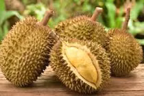 Sầu riêng bổ thận dương