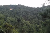 Hà Nội: Người đứng đầu chịu trách nhiệm chính nếu để xảy ra phá rừng