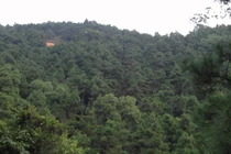 Hà Nội: Người đứng đầu chịu trách nhiệm chính nếu để xảy ra phá rừng