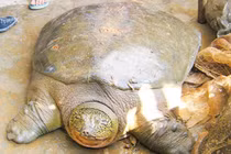 Lên kế hoạch bảo vệ rùa Hoàn Kiếm