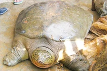 Lên kế hoạch bảo vệ rùa Hoàn Kiếm