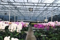 Hoa lan đẹp nhờ đèn led