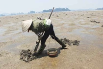 Nghề dành riêng cho phụ nữ – săn sá sùng giữa lòng di sản