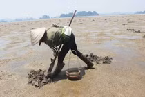 Nghề dành riêng cho phụ nữ – săn sá sùng giữa lòng di sản