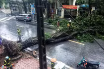 Cây đổ hàng loạt ở Hà Nội, Hải Phòng sau bão Wipha