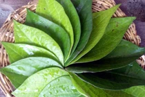 Cẩn trọng khi dùng trầu không sát khuẩn