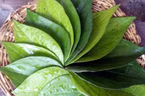 Cẩn trọng khi dùng trầu không sát khuẩn