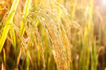 Lúa không cần thời gian cách ly?