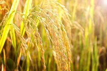 Lúa không cần thời gian cách ly?