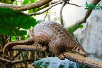 Tê tê sắp tuyệt chủng ở Việt Nam