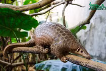 Tê tê sắp tuyệt chủng ở Việt Nam