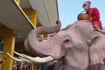 Hot: Bỏ tuần lộc, Ông già Noel... cưỡi voi phát quà