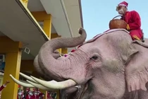 Hot: Bỏ tuần lộc, Ông già Noel... cưỡi voi phát quà
