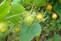 3 vị thuốc trị mất ngủ hiệu quả