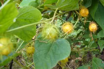 3 vị thuốc trị mất ngủ hiệu quả