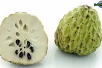 Giá trị làm thuốc từ quả na