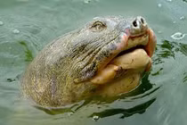 Cụ rùa Hồ Gươm không phải là cá thể cuối cùng?