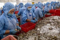 Quý 4/2019: Xuất khẩu tôm sang Mỹ dự kiến tăng 5%