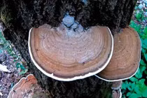 Vì sao uống nấm linh chi người đàn ông lại phải nhập viện cấp cứu?