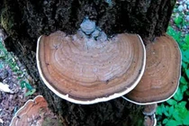 Vì sao uống nấm linh chi người đàn ông lại phải nhập viện cấp cứu?