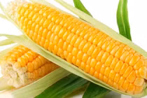 Châu Âu cấp phép 10 sự kiện biến đổi gene