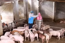 Chăn nuôi và thủy sản là "cứu cánh" của nông nghiệp trong năm nay