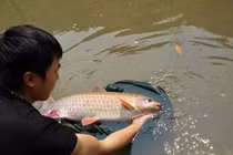 Sinh sản nhân tạo cá bỗng Hà Giang