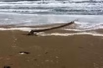 Phát hiện rợn người trên bờ biển Canada