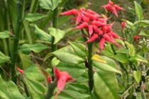 Những cây thuốc dấu và thuốc giấu