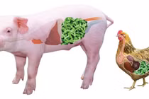 Thảo dược tăng trưởng cho heo, gà