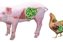 Thảo dược tăng trưởng cho heo, gà