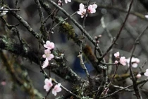 Phân biệt đào rừng, đào nhà