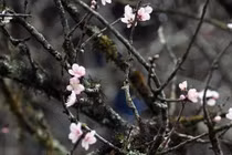 Phân biệt đào rừng, đào nhà