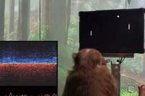 Dự án thử nghiệm kết nối não với internet bị kiện 