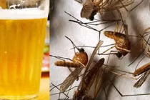 Thực hư mẹo dùng bia bắt sạch muỗi trong nhà