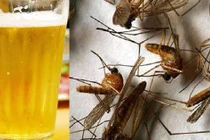 Thực hư mẹo dùng bia bắt sạch muỗi trong nhà